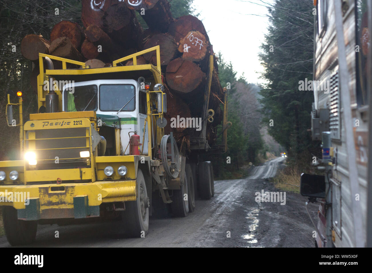 Logging Truck (langholz Transporter) mit Amtsleitungen in einem Logging Road, in der Nähe von Cape Scott Provincial Park, British Columbia, Kanada Stockfoto