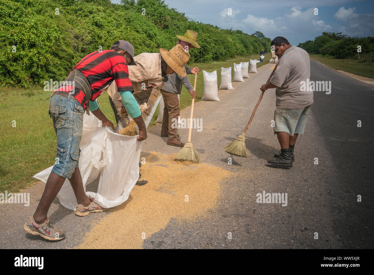 Arbeitnehmer pauschal Reis auf die Straße, um zu trocknen, Stockfoto