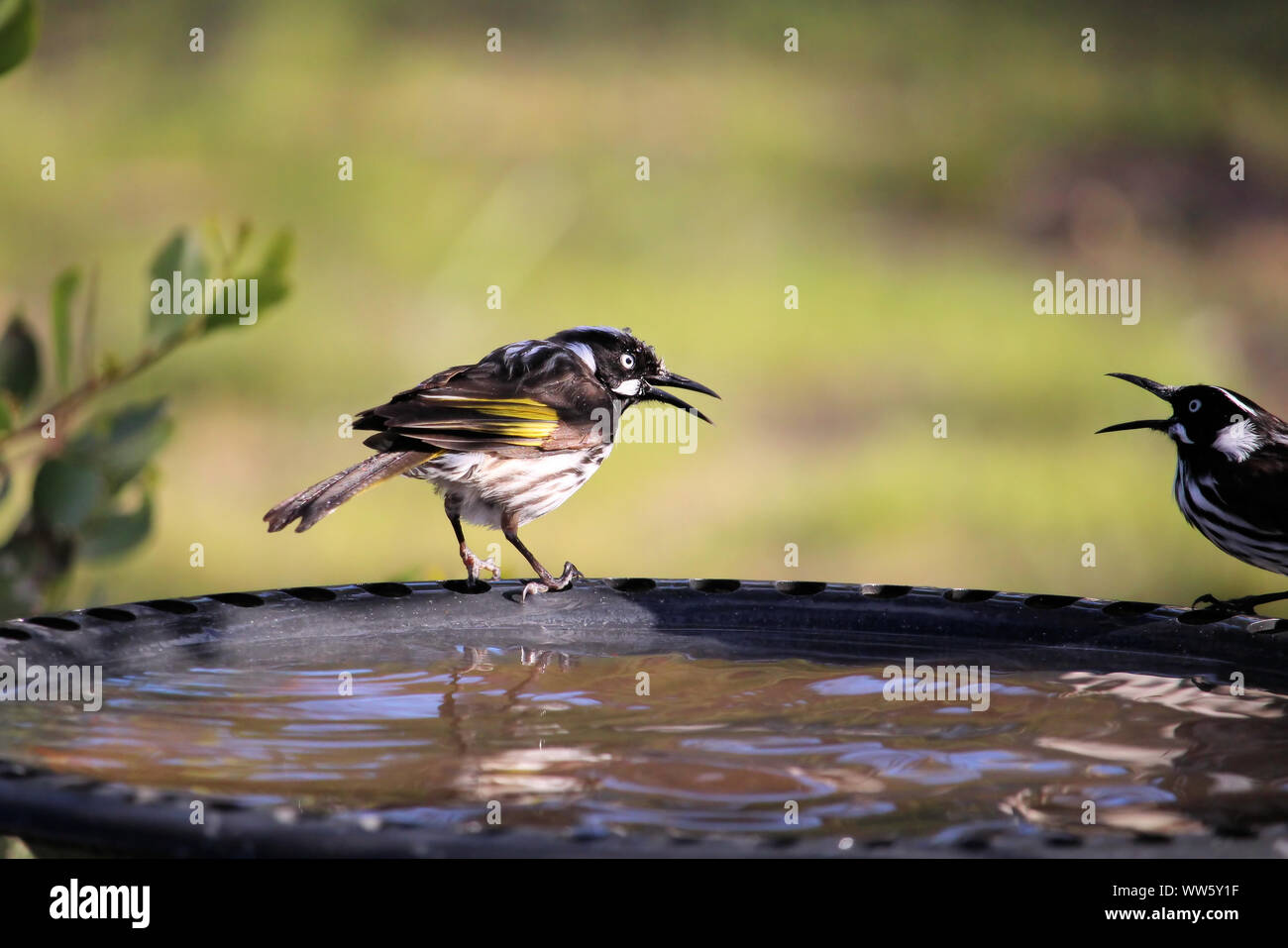 New Holland Honeyeaters (Phylidonyris novaehollandiae) an birdbath, South Australia Stockfoto