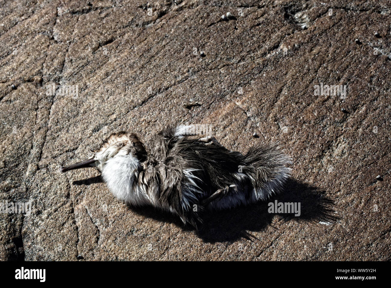 Die entlein, verloren Birdy merganser Enten. Vielleicht Küken gestorben, weil der Wasserverschmutzung, Vergiftung von Tieren Stockfoto