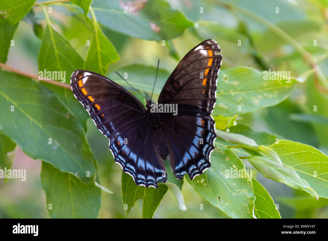 Die Red-Spotted Violett (Limenitis arthemis Astyanax) Schmetterling in Ontario, Kanada Nahaufnahme schöne Farben auf einem Blatt thront. Stockfoto