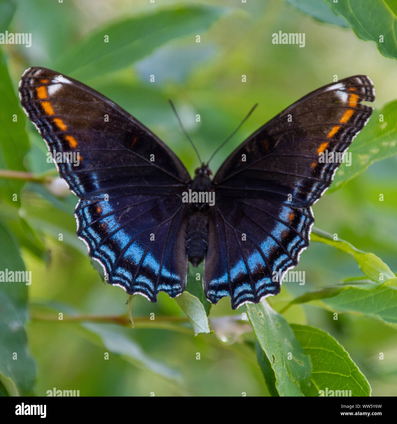 Die Red-Spotted Violett (Limenitis arthemis Astyanax) Schmetterling in Ontario, Kanada Nahaufnahme schöne Farben auf einem Blatt thront. Stockfoto