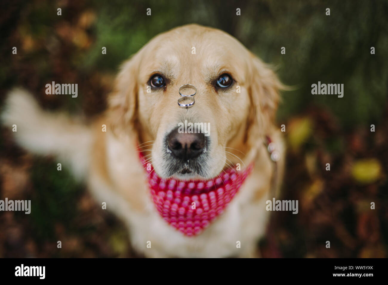 Porträt eines Labrador Hund mit zwei Trauringe auf seine Nase Stockfoto