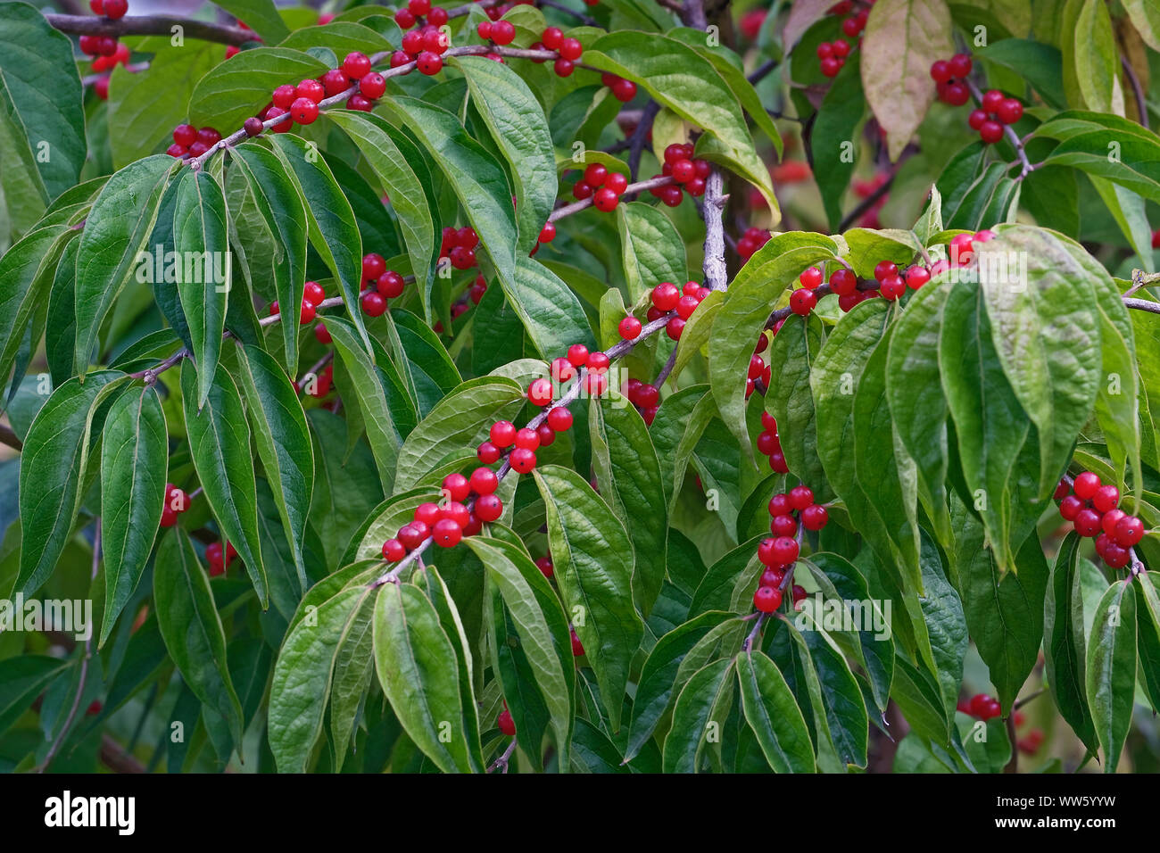 Amur Honeysuckle, Lonicera maackii, Masse der kleinen roten Beeren wachsen Outdoor. Stockfoto