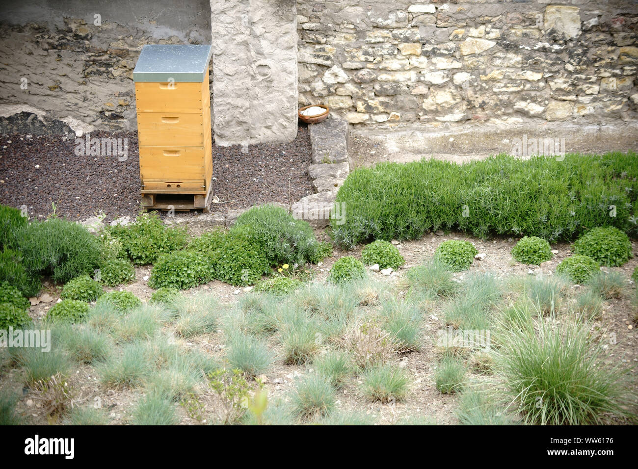 Eine Biene, die in der Mitte stand ein Garten mit Patches von grünen Pflanzen, Stockfoto
