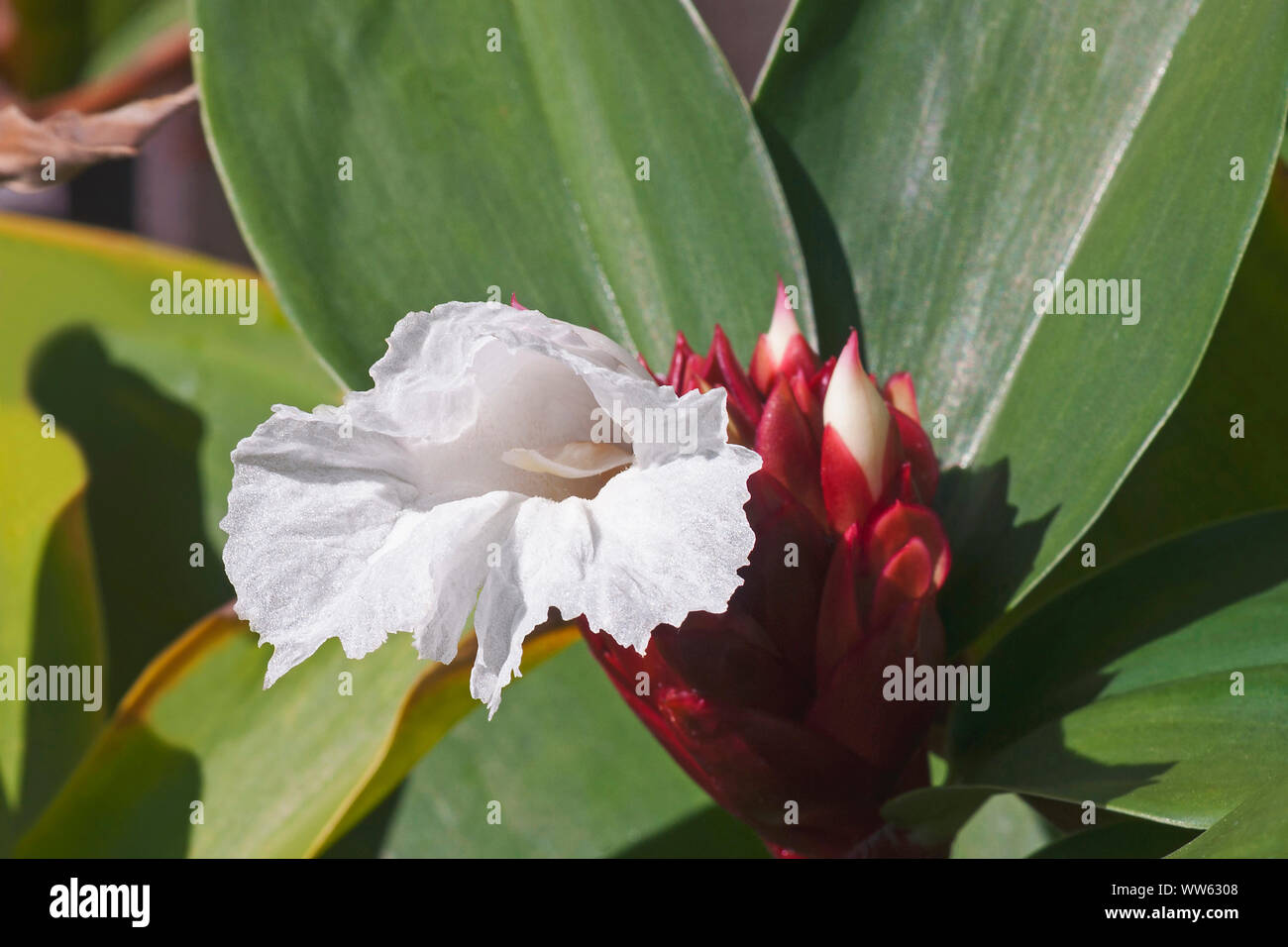 Bitter Ingwer, Zingiber zerumbet, zarten weißen Blüten entstehen. Stockfoto