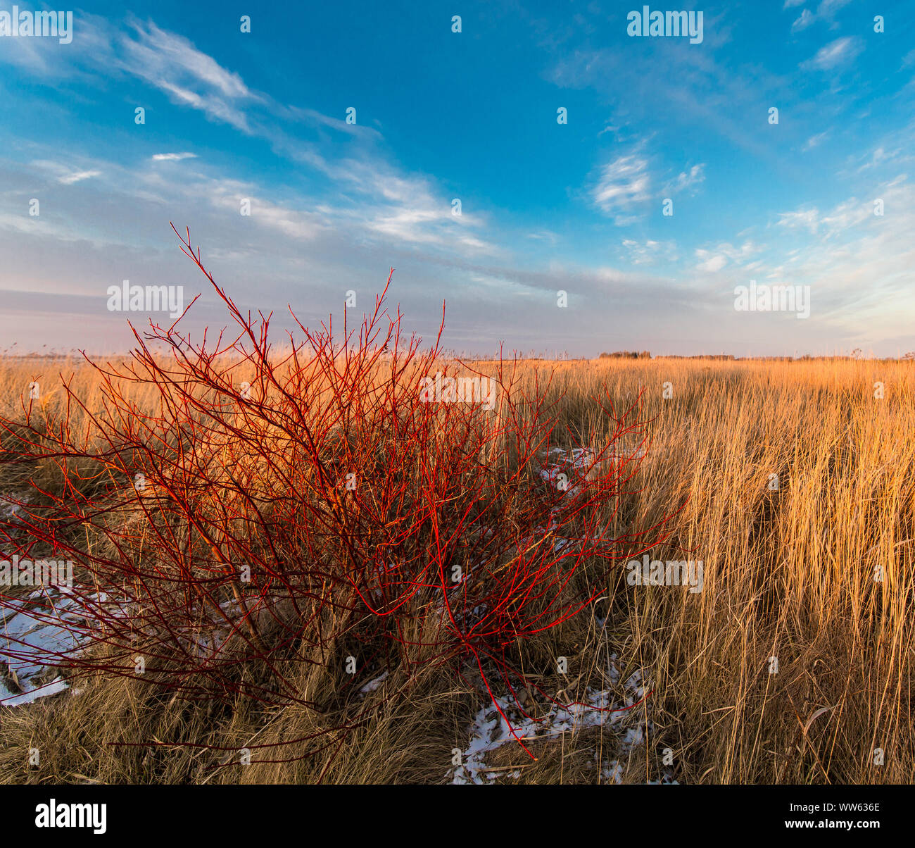 Reed und Strauch am Ufer in Frost, Rügen, Mecklenburg-Vorpommern, Deutschland Stockfoto