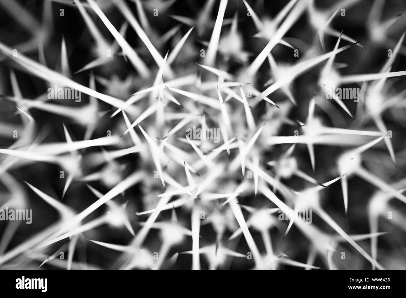 Dornen eines Kaktus, starken Kontrast, Nahaufnahme, Stockfoto