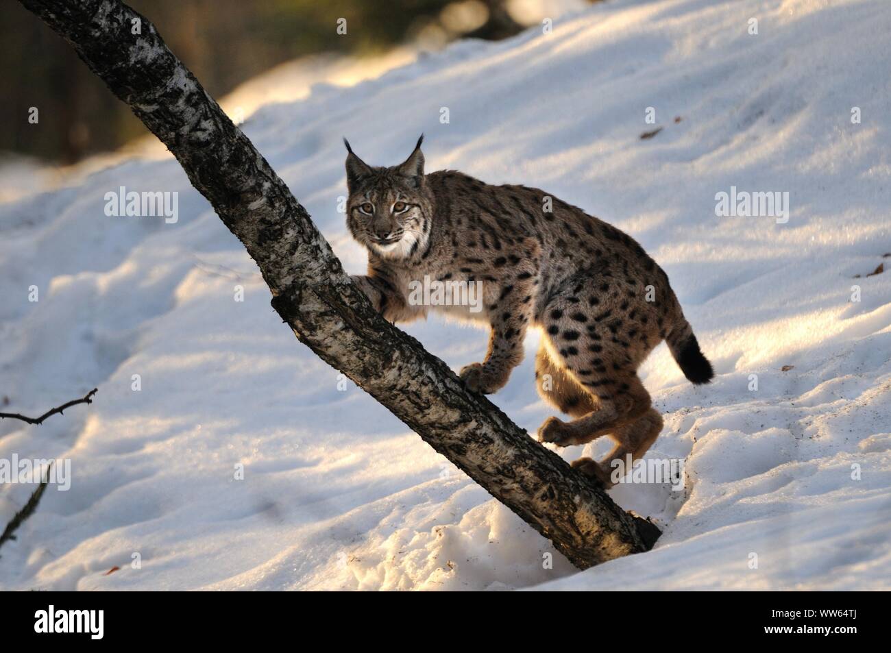 Eurasischen Luchs in den Schnee, Lynx lynx Stockfoto