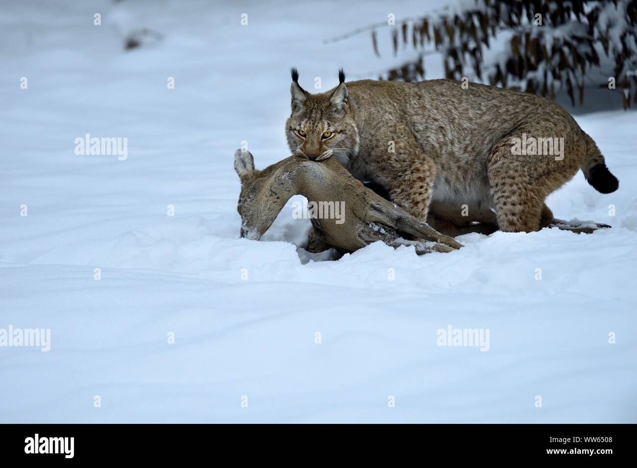 Eurasischen Luchs mit Beute im Schnee, Lynx lynx Stockfoto