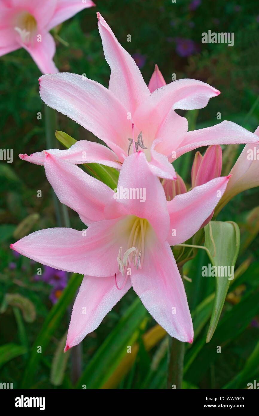 Fred Howard Amacrinum, Crinodonna lily x Amarcrinum Fred Howard, Rosa sternförmigen Blüten wächst Outdoor. Stockfoto