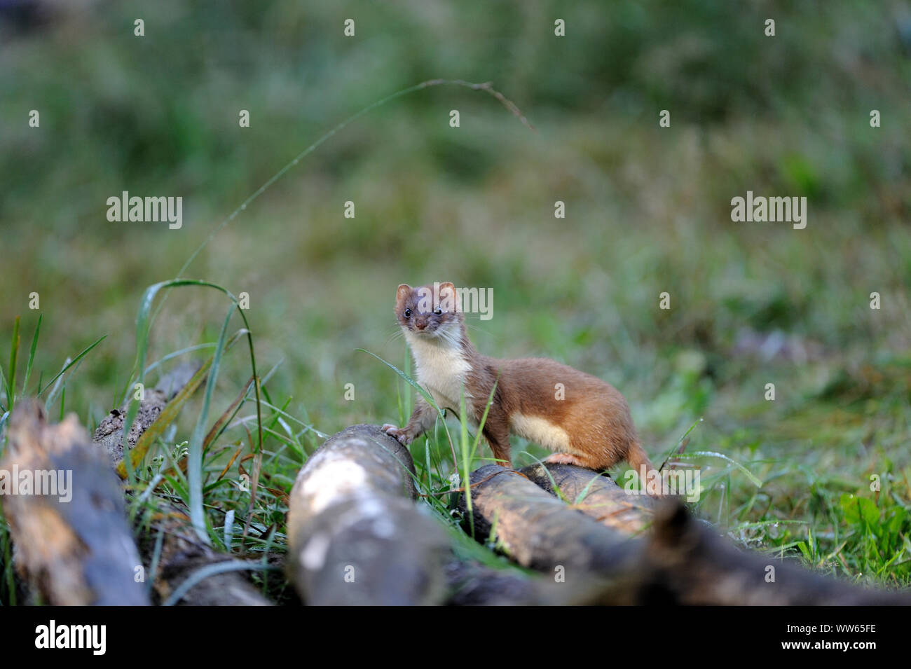 Stoat im Wald, Mustela erminea Stockfoto