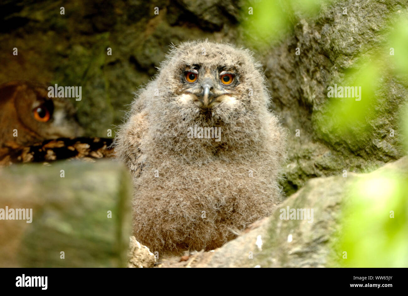 Jungen Uhu in der Felsenhöhle, Bubo bubo Stockfoto