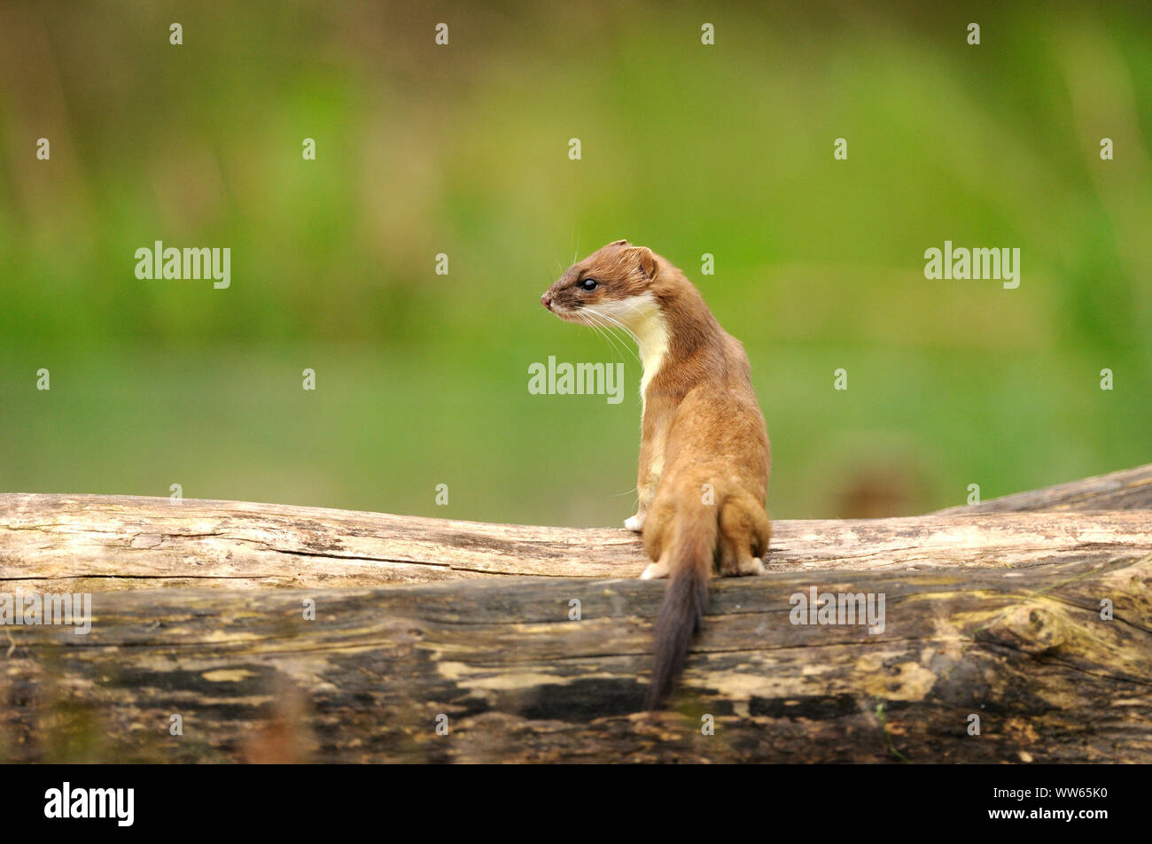 Stoat im Wald, Mustela erminea Stockfoto