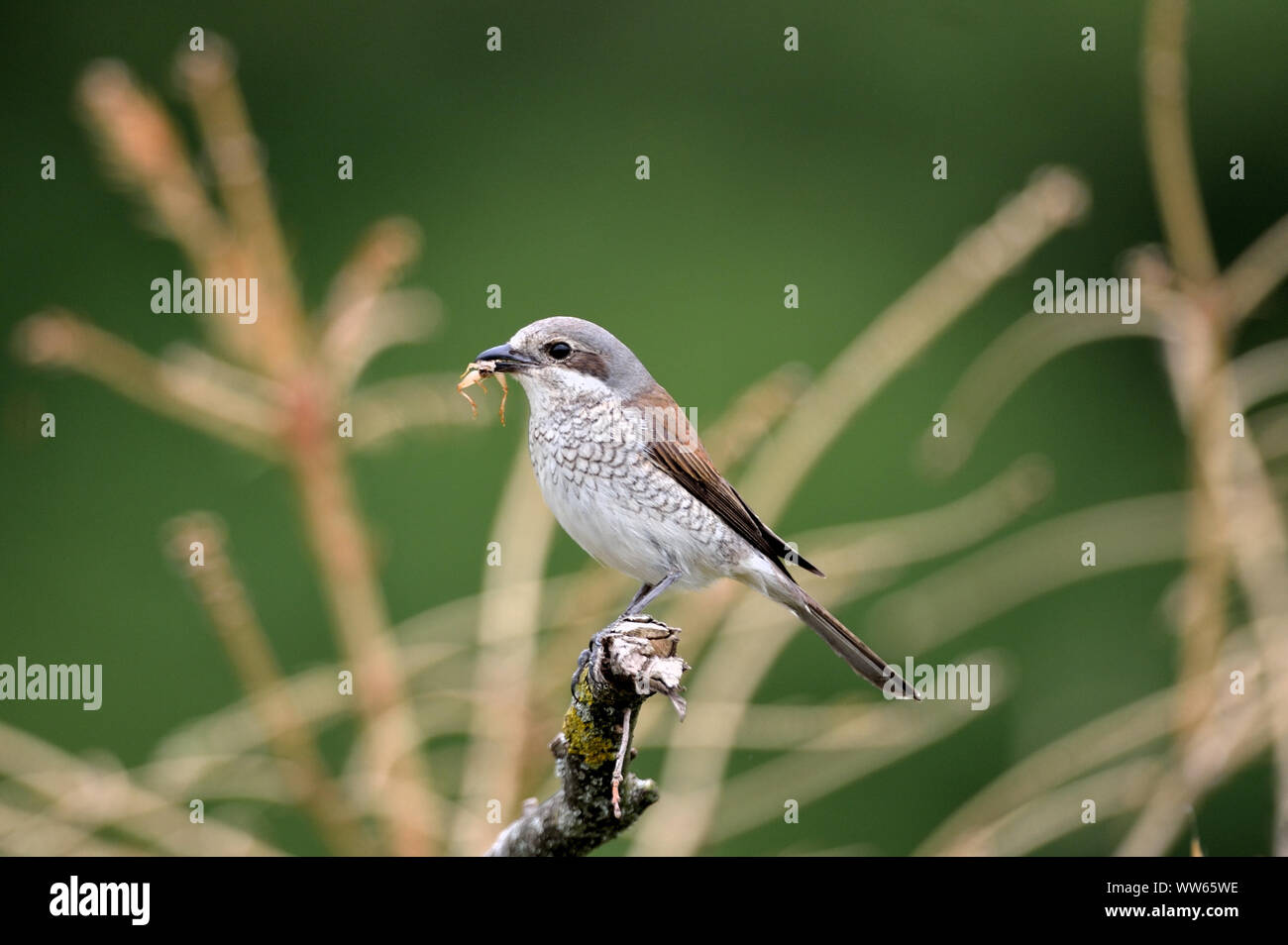 Neuntöter, Lanius collurio Stockfoto