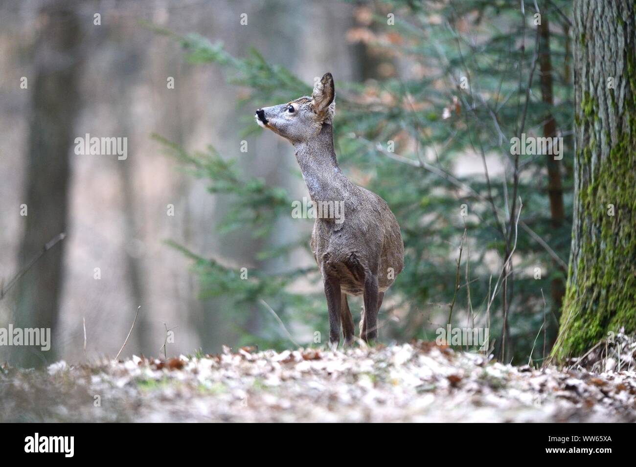 Reh im Wald, Hyla arborea Stockfoto