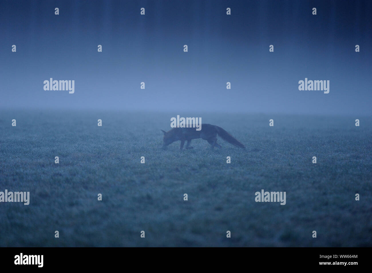 Red Fox in der Wiese bei Nebel, Vulpes vulpes Stockfoto