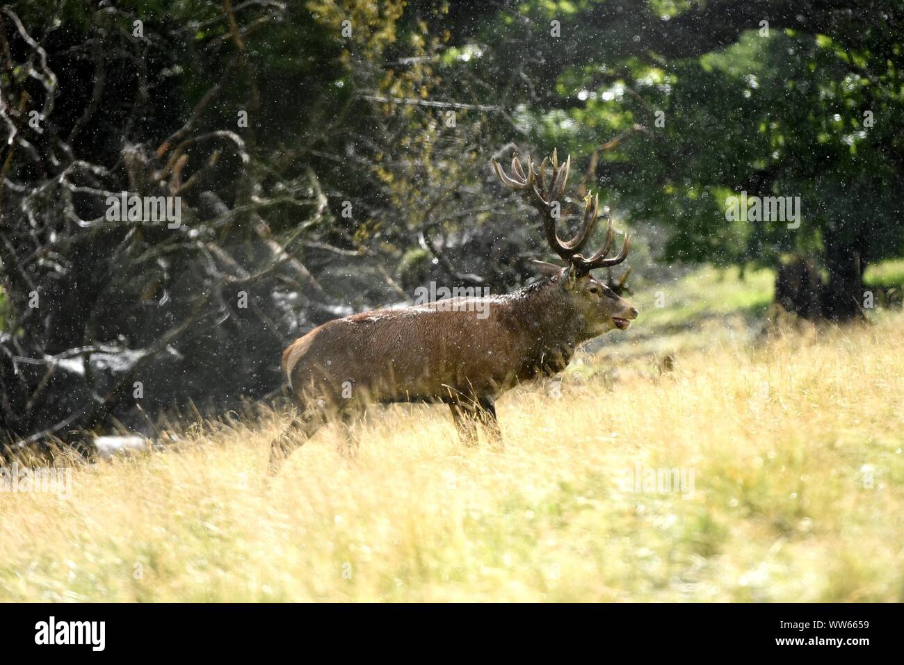 Rotwild Brunft auf Wiese, Cervus elaphus Stockfoto