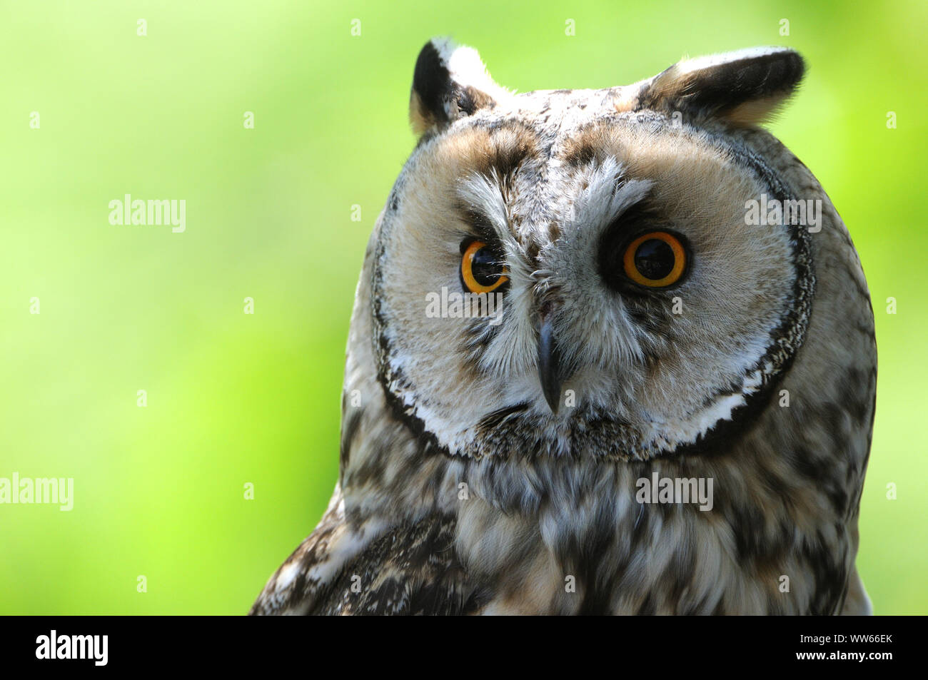 Waldohreule auf Baum, Asio otus, close-up Stockfoto