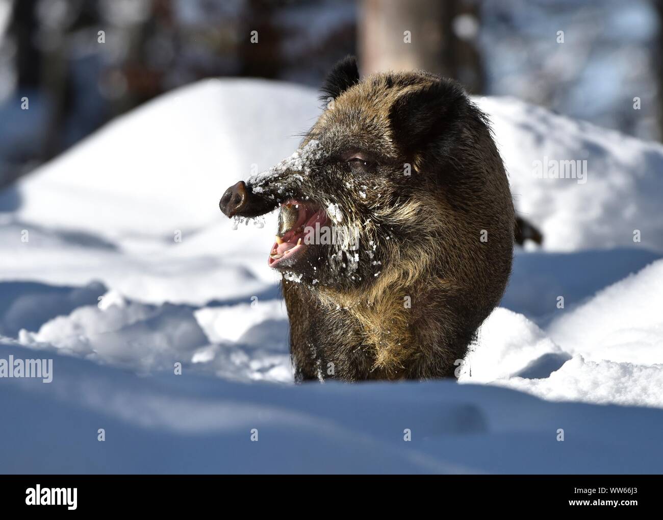 Wildschwein im Schnee, Sus scrofa Stockfoto