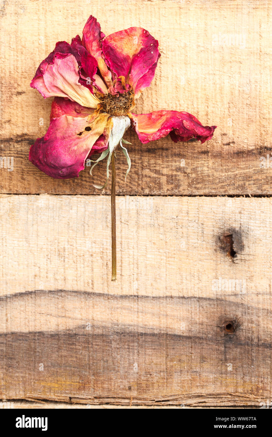 Vergänglichkeit, Rose, Stillleben, Verwelkte Blüten auf hölzernen Boden Stockfoto