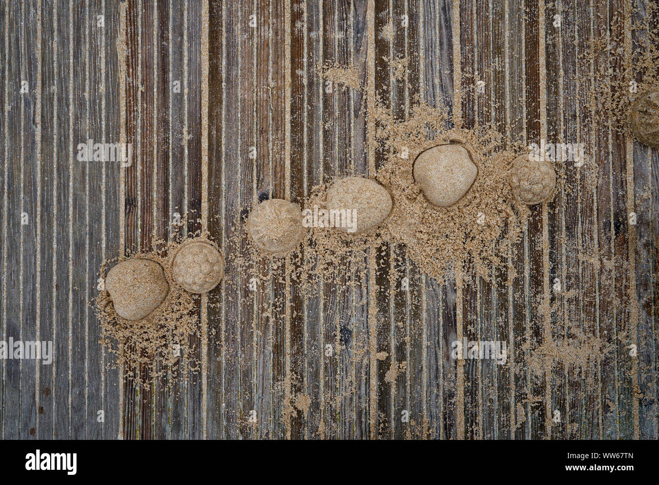 Verschiedene Früchte aus Sand auf einem Holzsteg Stockfoto