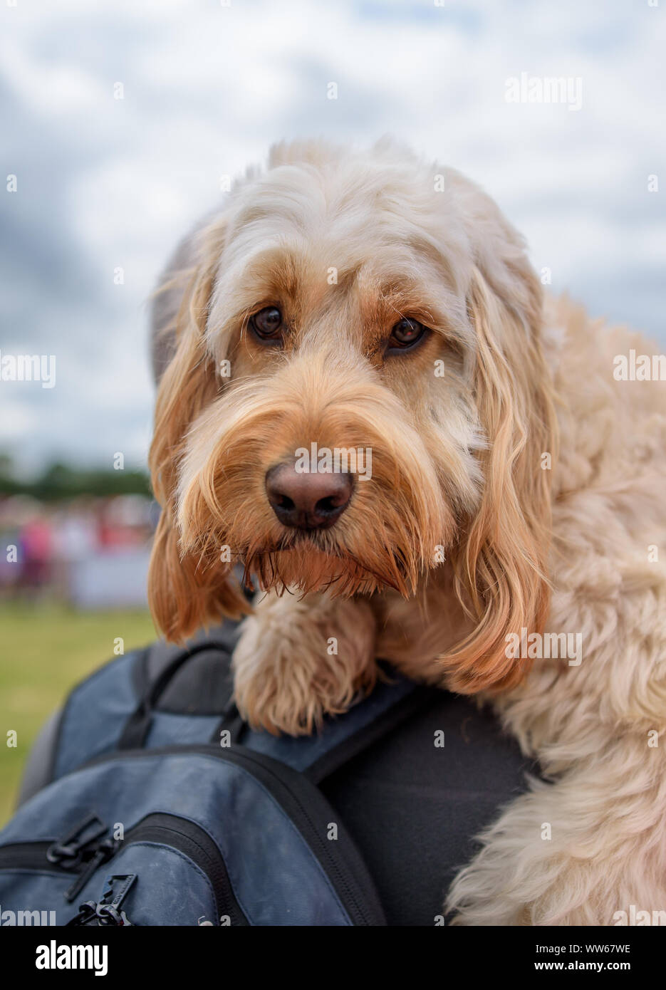 Portrait eines Hundes vom Eigentümer durchgeführt werden Stockfoto