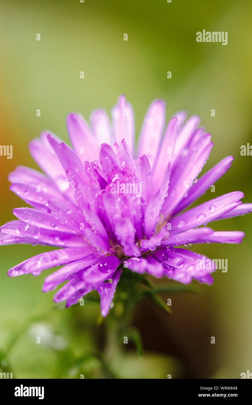 Wilde Chrysantheme, close-up Stockfoto