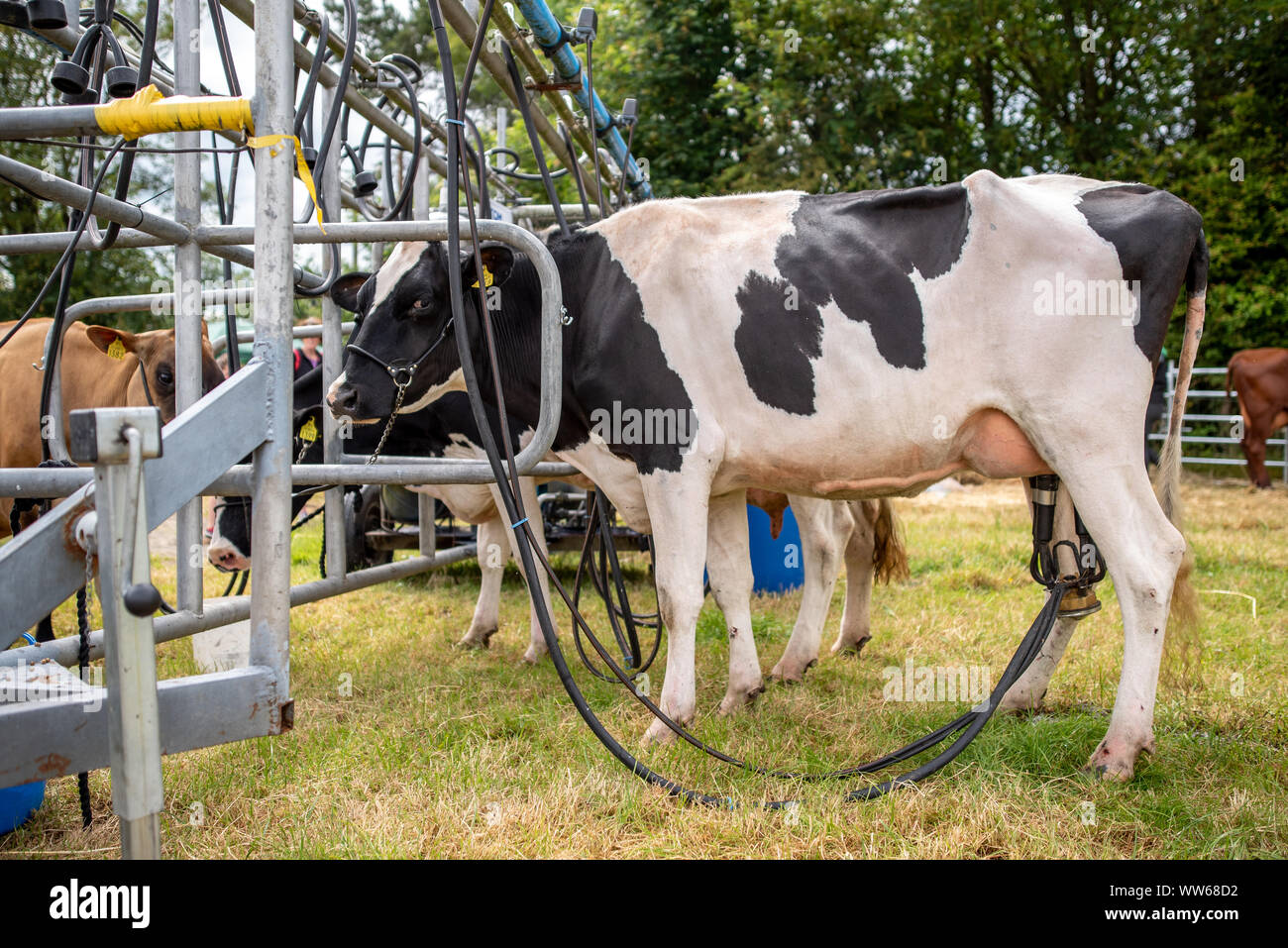 Kühe durch eine Melkmaschine gemolken, Irland Stockfoto