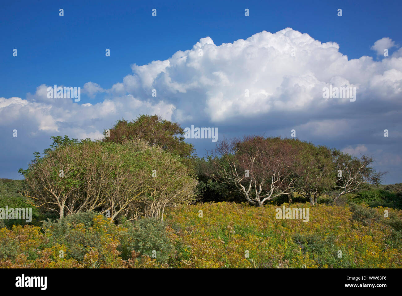 Cumulus Wolken über der South Beach Polder auf der Insel Norderney überwachsen mit mit Zwerg Birken und Elder. Stockfoto