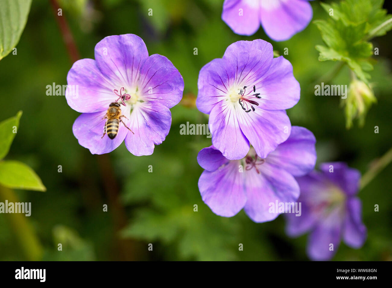 Eine Biene, Geranien, Gloucestershire, England, UK. Stockfoto