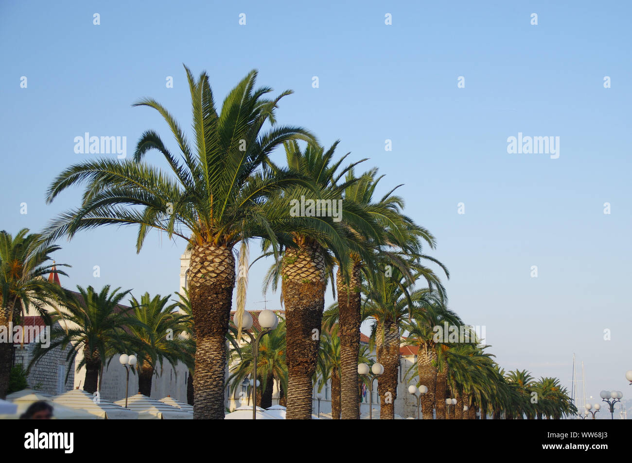 Palmen in Stadt Boulevard. Grüne Bäume Hintergrund. Stockfoto