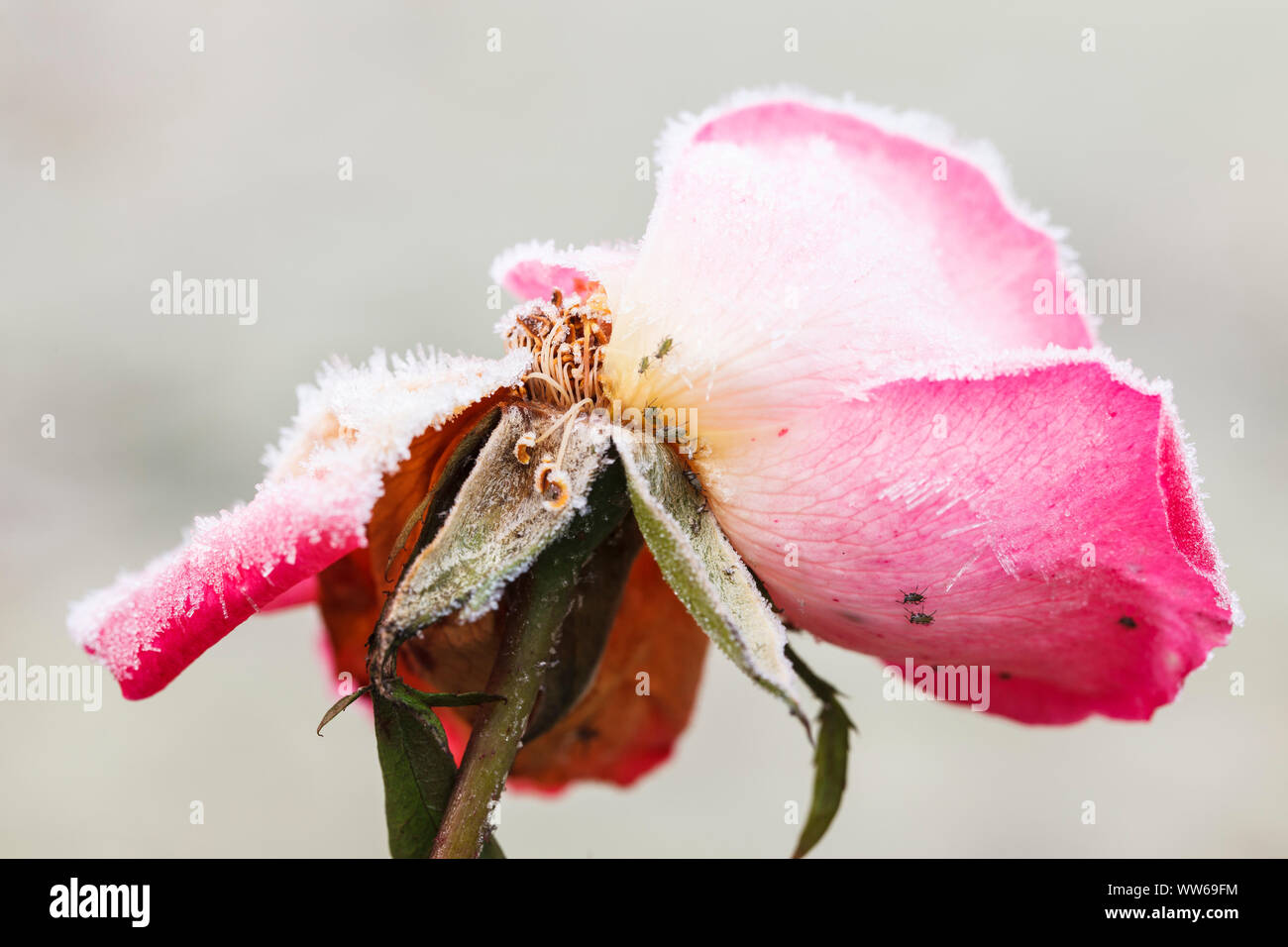 Frost - Rosenblüte Stockfoto