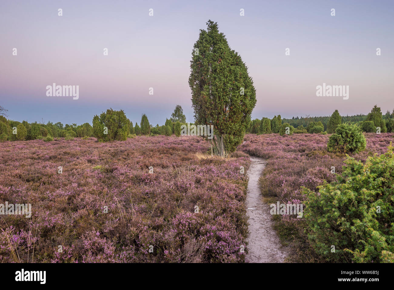 Deutschland, Niedersachsen, Uelzen, ellerndorfer Wacholder Heide am Abend Stockfoto