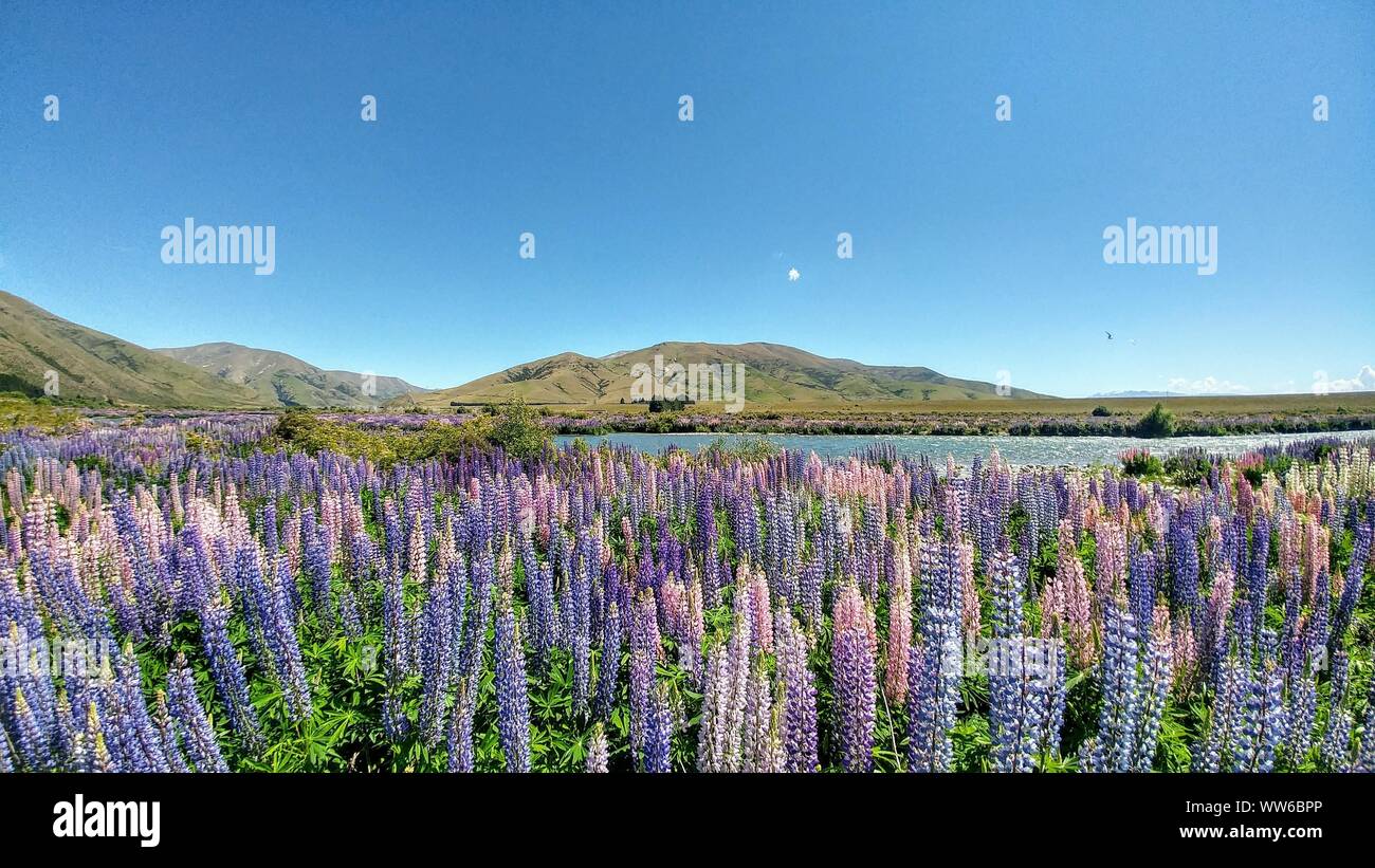Berge und See im Hintergrund, bunten Lupinen im Vordergrund in Neuseeland Stockfoto