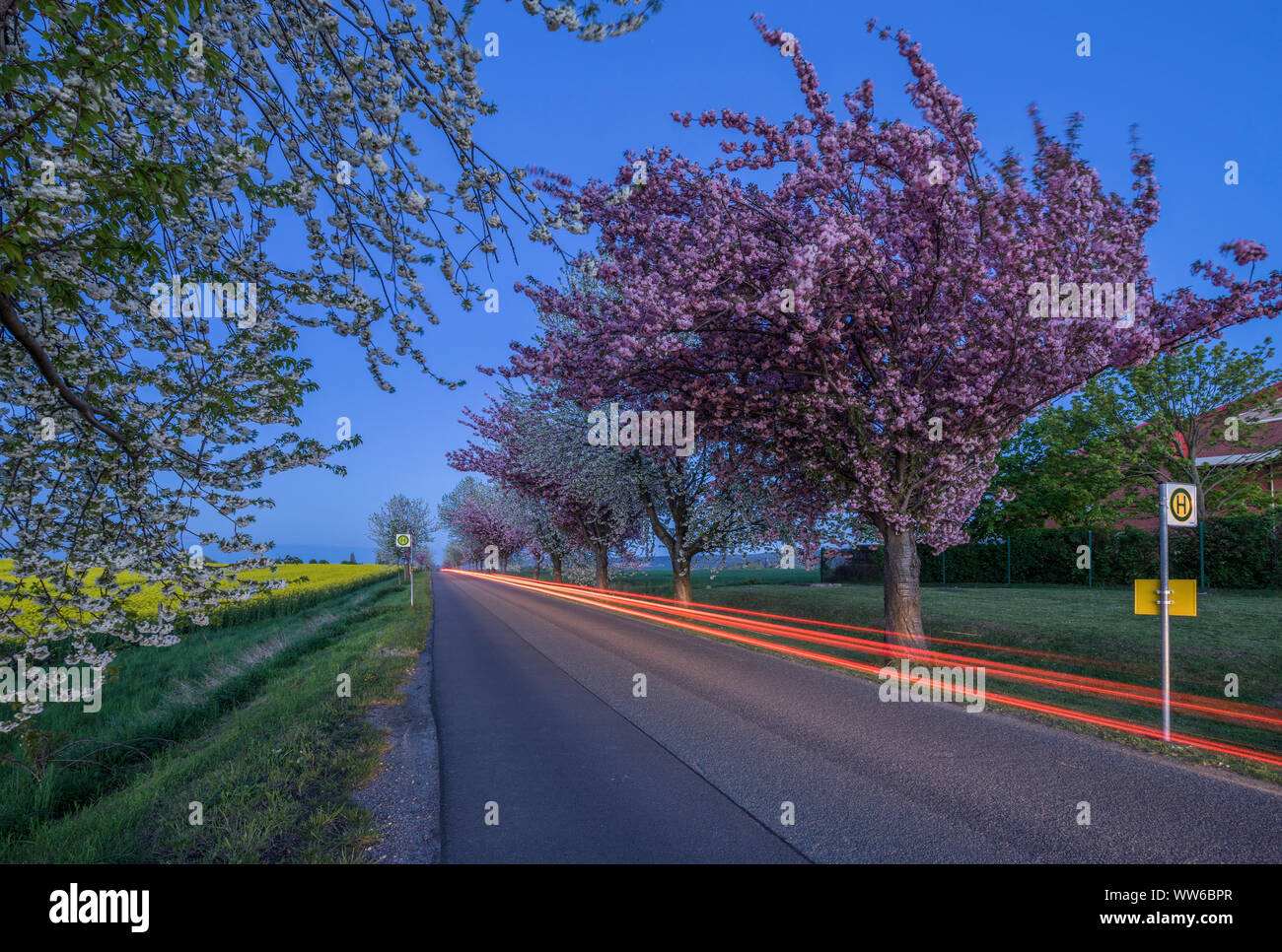 Deutschland, Thale, Weddersleben, blühende Kirschbäume auf der Autobahn, leichte Wanderwege, Abend Stockfoto