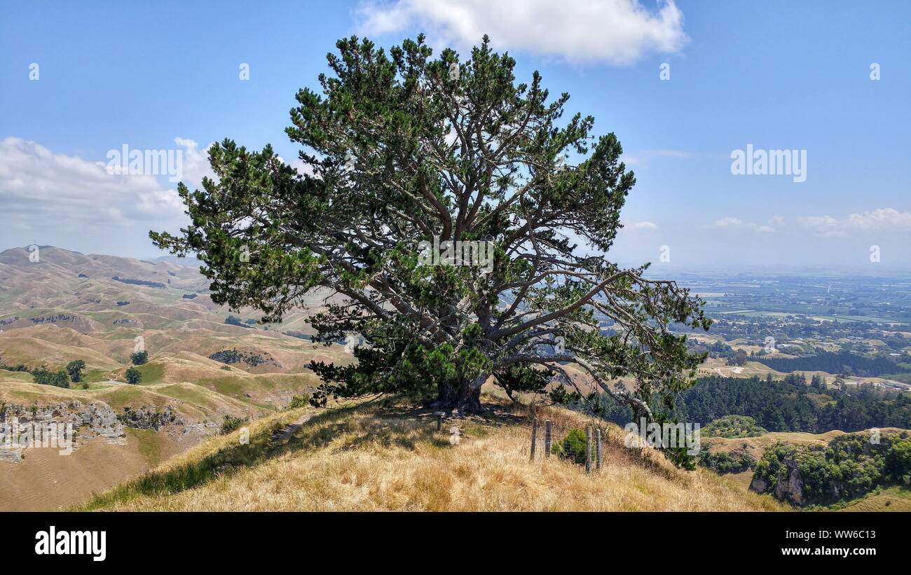 Baum auf Hügel, mit Blick auf die Stadt von Havelock von Mata Peak in Neuseeland Stockfoto