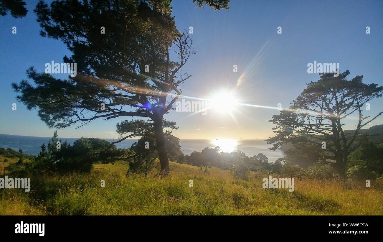 Sonnenaufgang über dem Meer zwischen 2 Bäume in Neuseeland Stockfoto