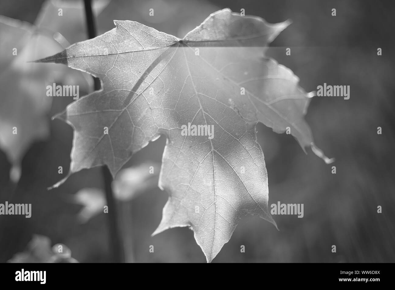 Maple Leaf auf einem Zweig in den Wald, schöne Lichter und Schatten, bw Foto Stockfoto