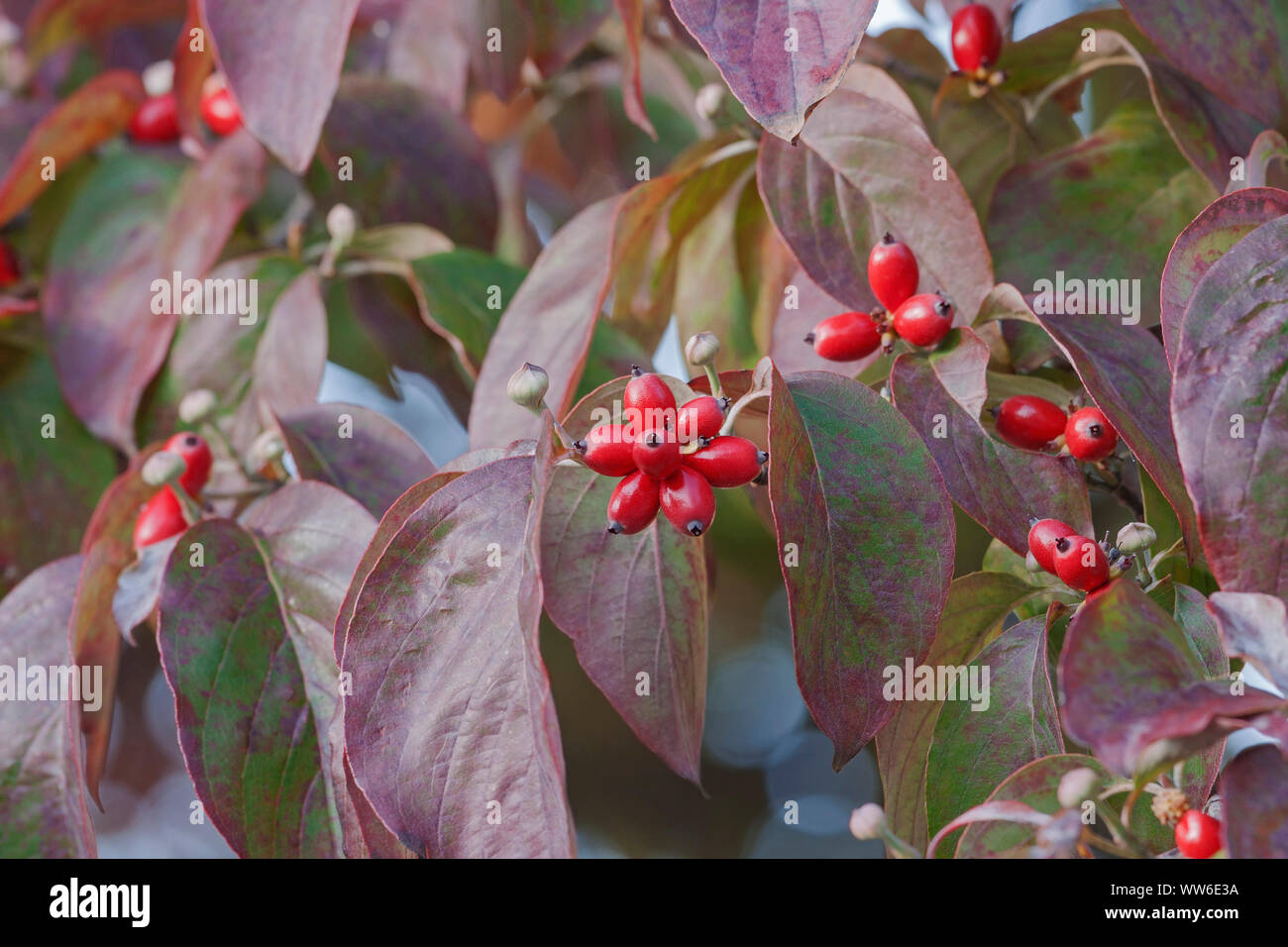 Hartriegel, blühende Hartriegel, Cornus Florida, Masse der kleinen roten Beeren wachsen Outdoor. Stockfoto