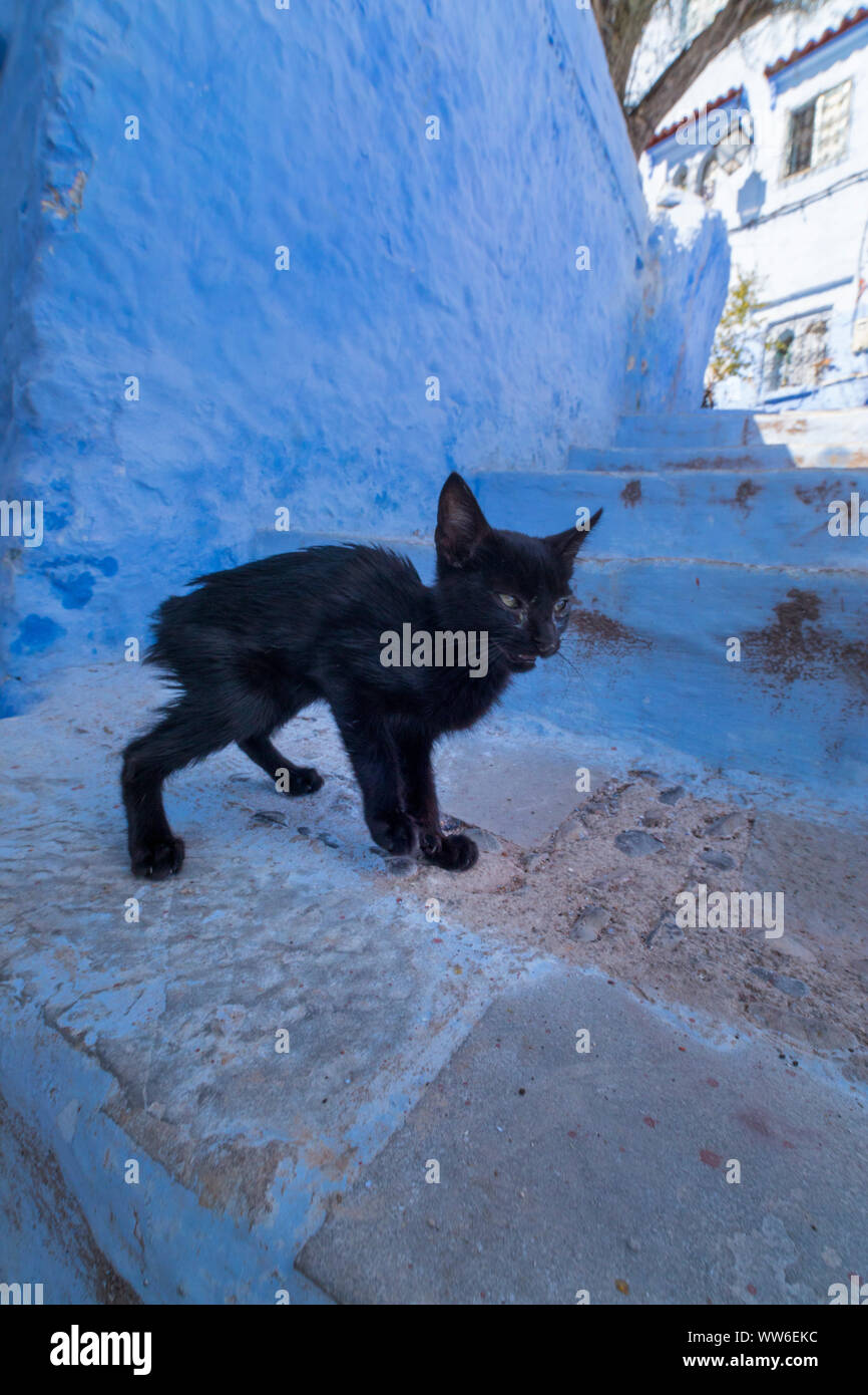 Katze in einem blauen Gasse in Tanger, Marokko, Nordafrika, Afrika Stockfoto