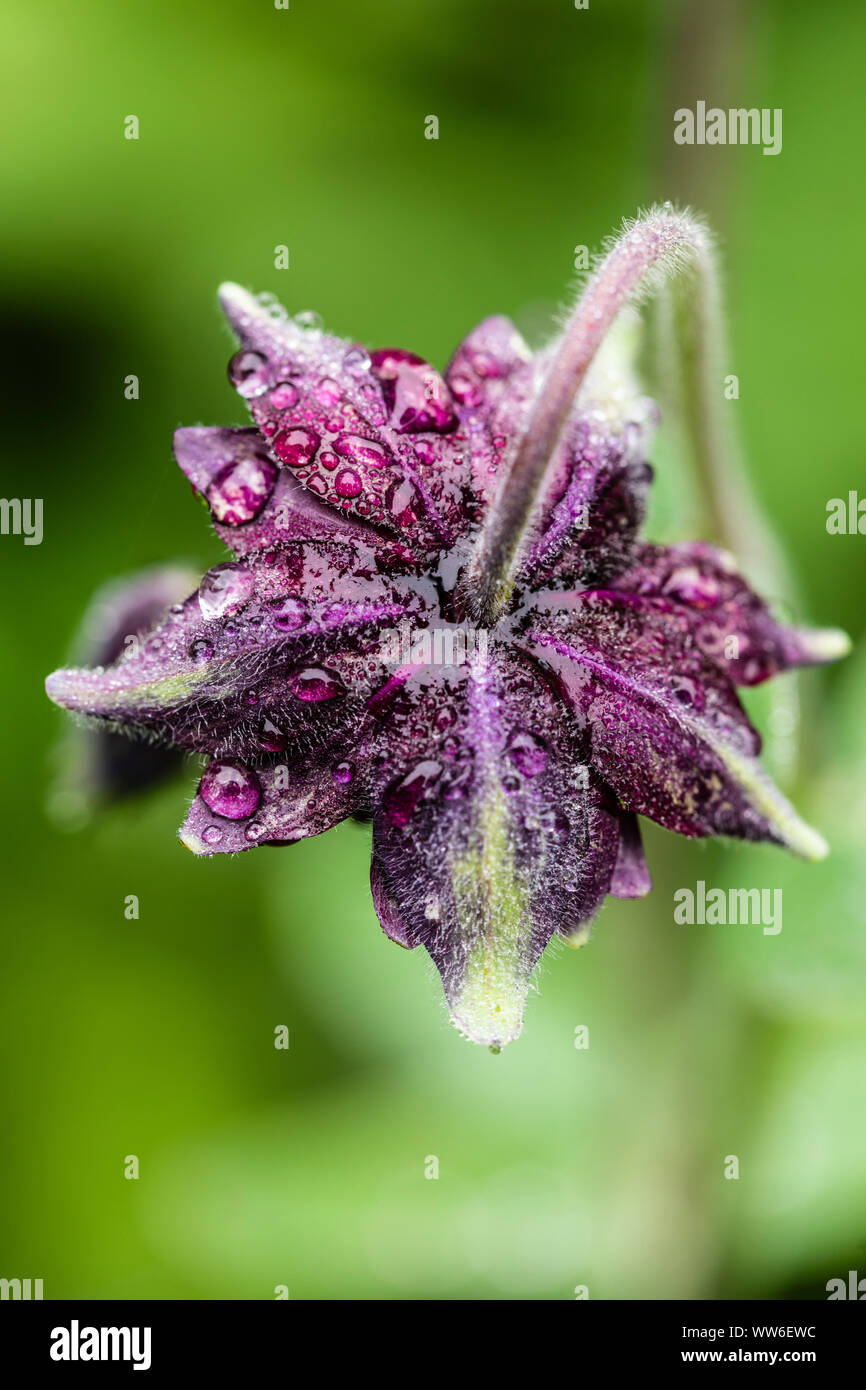 Hybrid Aquilegia vulgaris 'Black Barlow' gefüllte Columbine Stockfoto