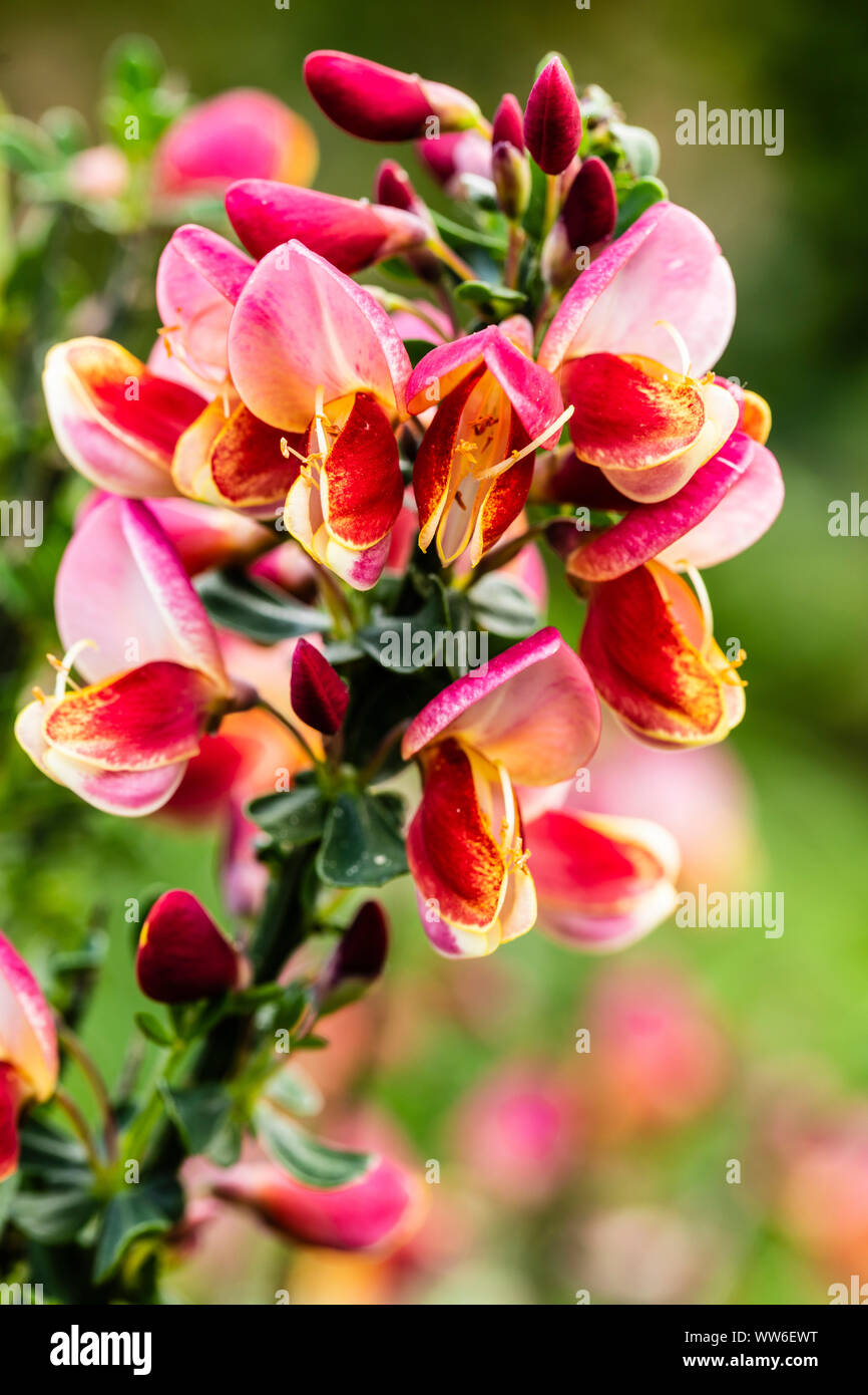 Gemeinsame Besen, Cytisus scoparius 'Red Wings', blühende Stockfoto