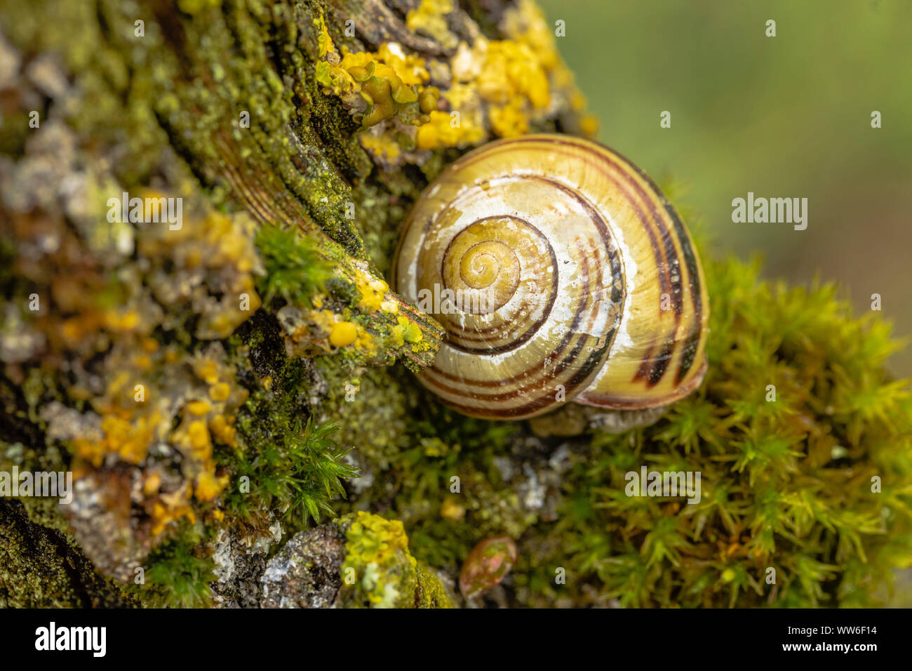 Garten Schnecke, kleinere gebändert Schnecke, Cepaea hortensis auf einem Weinstock Stockfoto