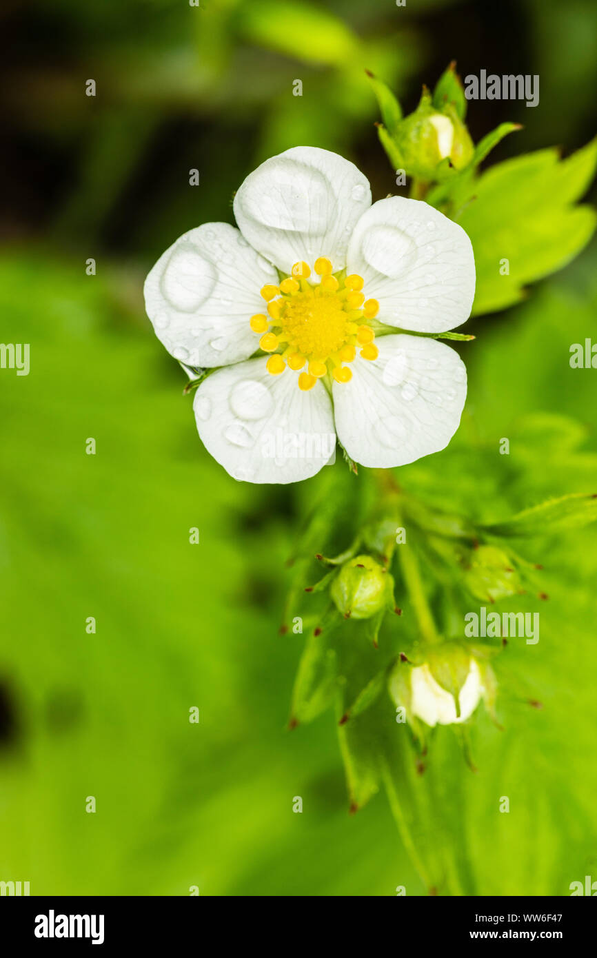 Wilde Erdbeere, Blossom Stockfoto