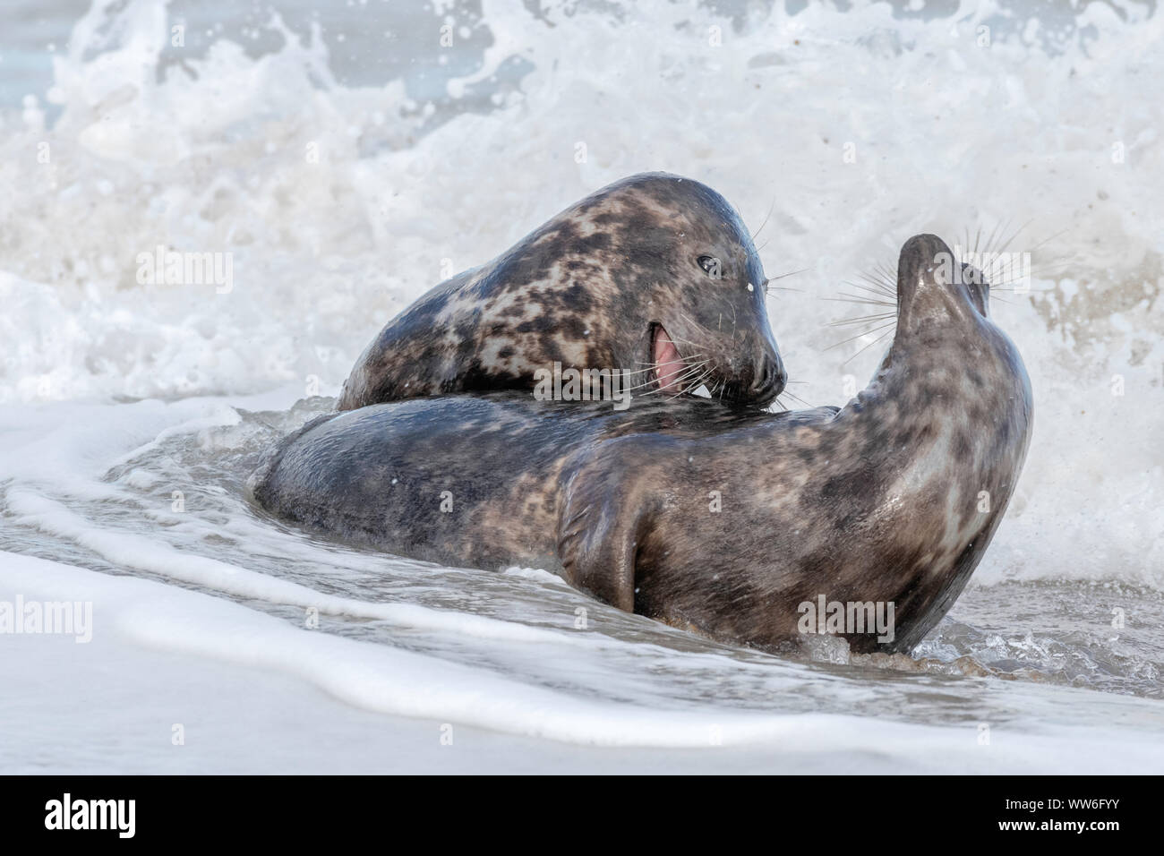 Atlantic graue Dichtungen spielen kämpfen Stockfoto