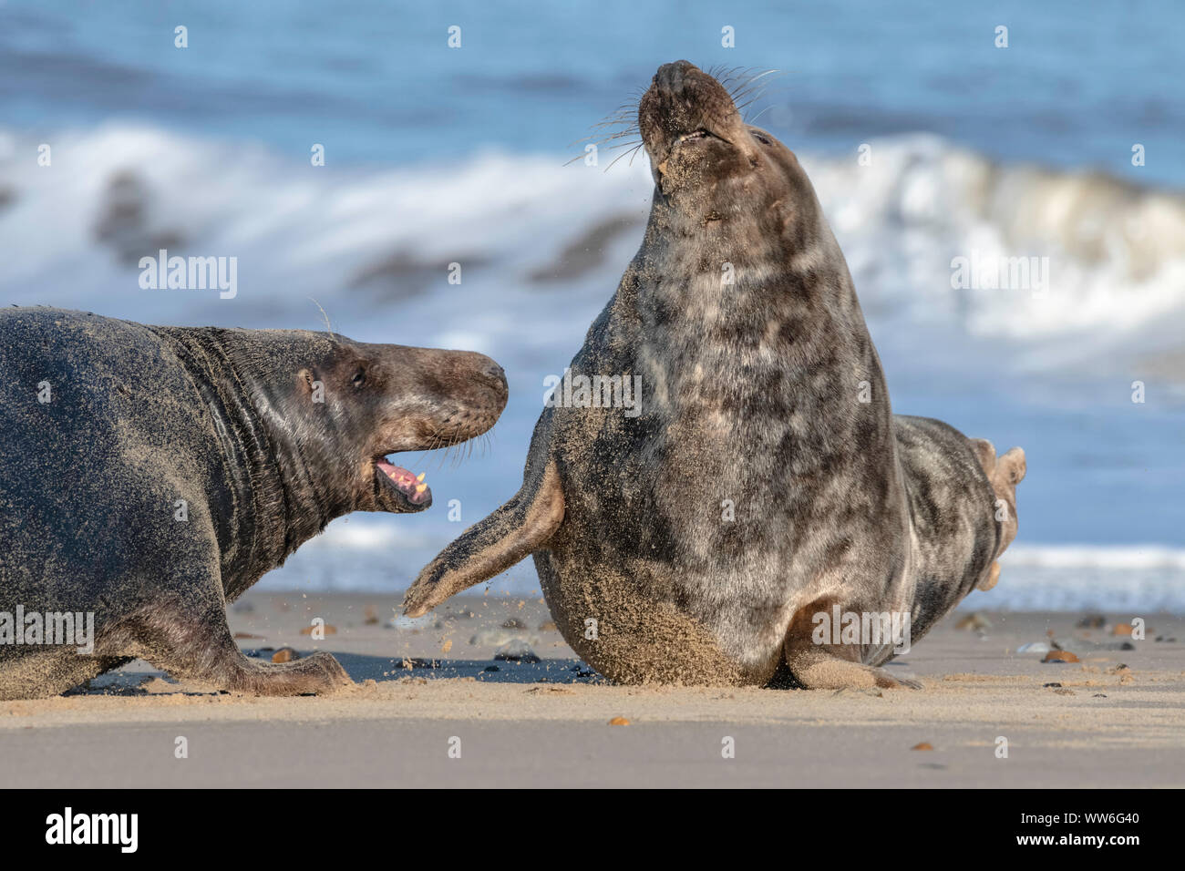 Atlantic Grau Dichtung Stockfoto