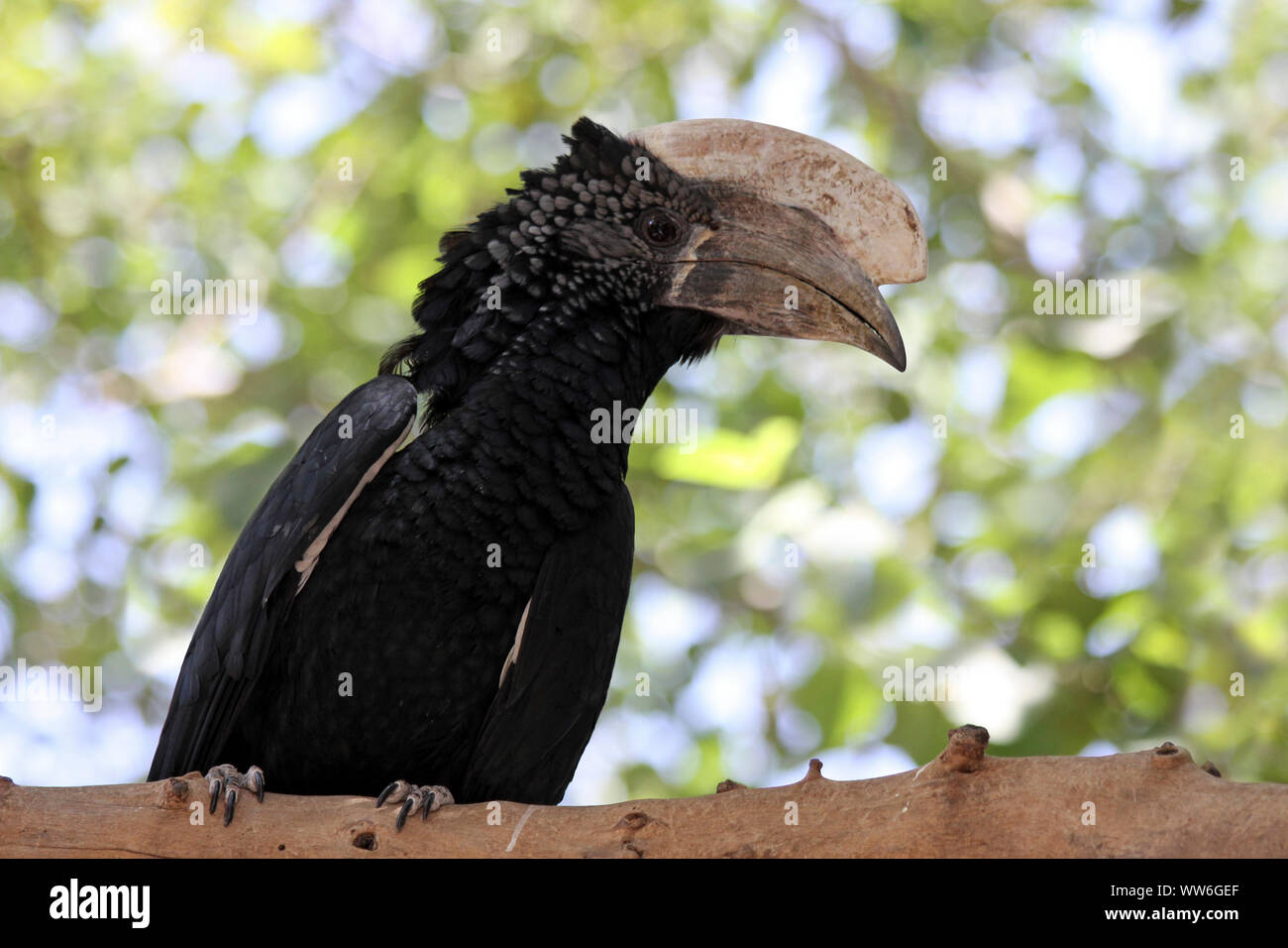 Silbrig ist Hornbill Bycanistes brevis, Bahir Dar, Äthiopien Stockfoto
