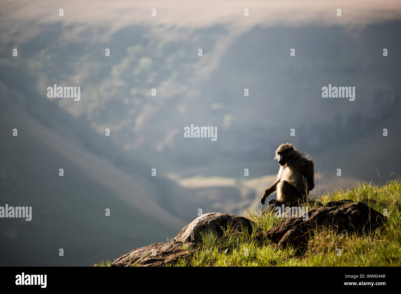 Affe in Giants Castle Game Reserve in der Drakensberge, Südafrika Stockfoto
