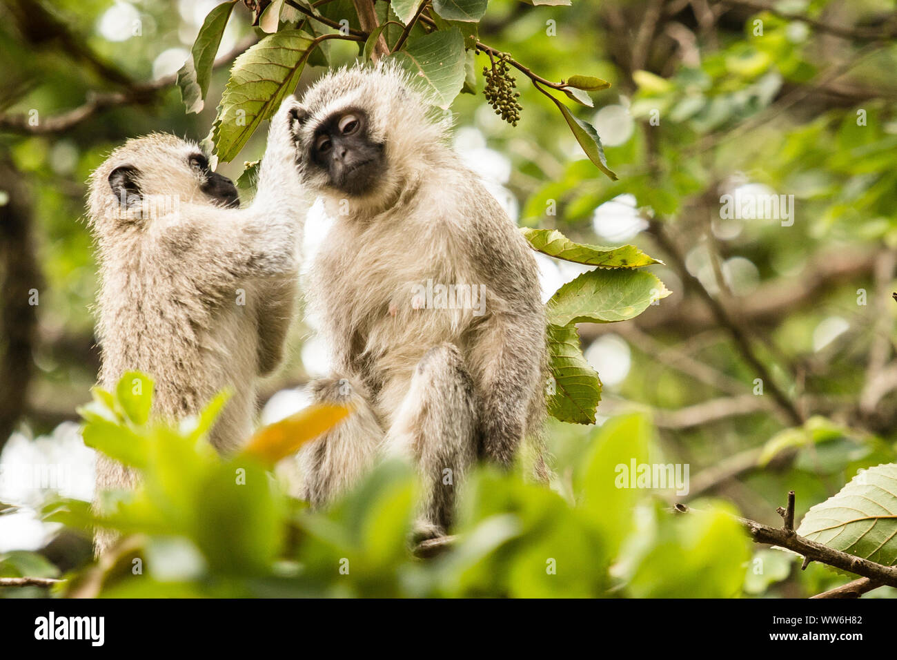 Southern Green Monkey Katzen im Dschungel von Swasiland Stockfoto